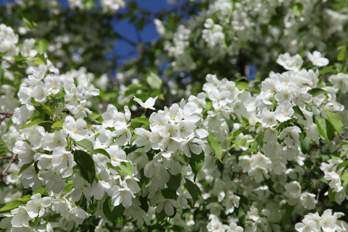 Edelweiss