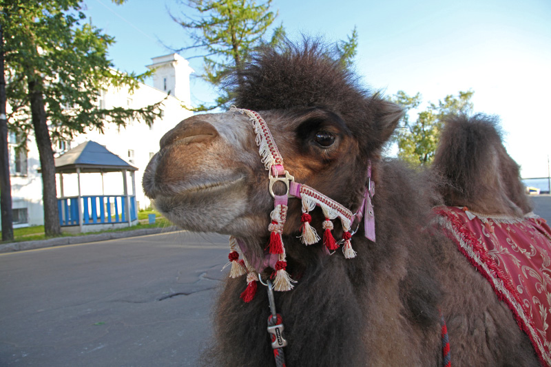 local fauna of Arkhangelsk