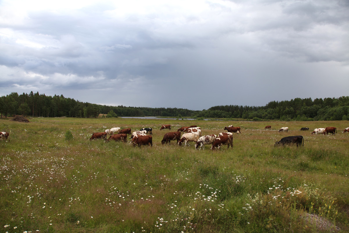 spotted cows and how now brown cow